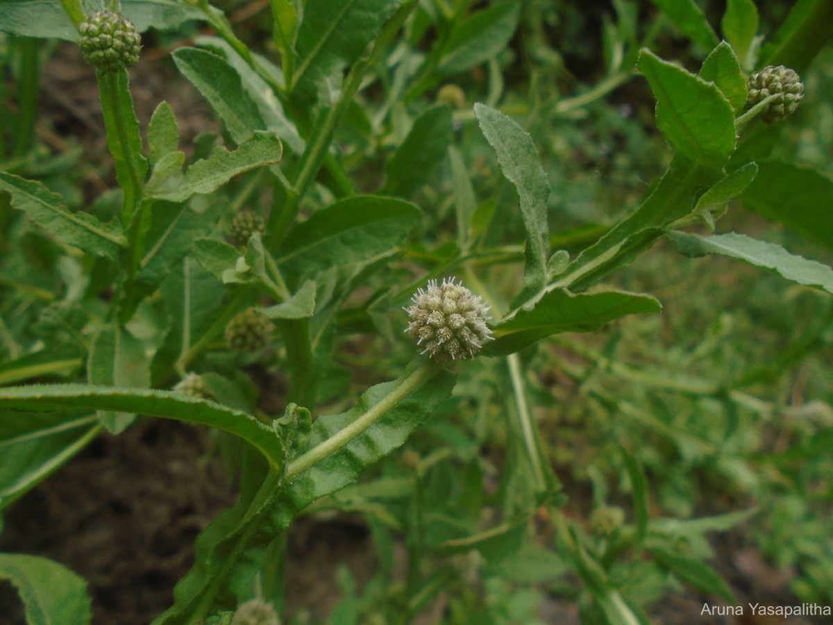 Sphaeranthus africanus L.